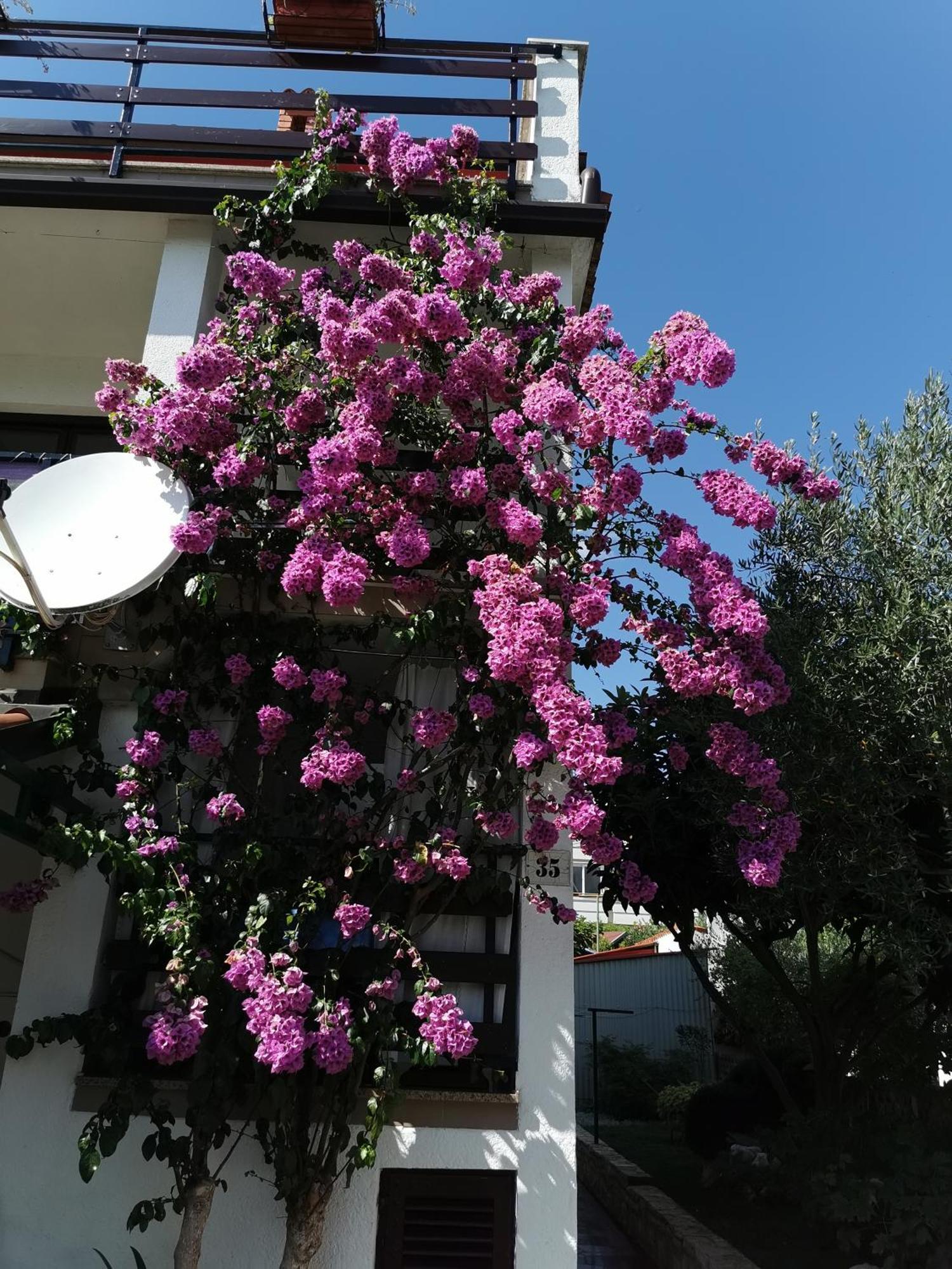 Apartments Anic Novigrad Istria Eksteriør billede